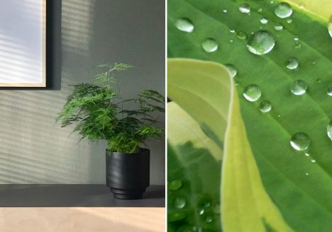 biophilic design plants